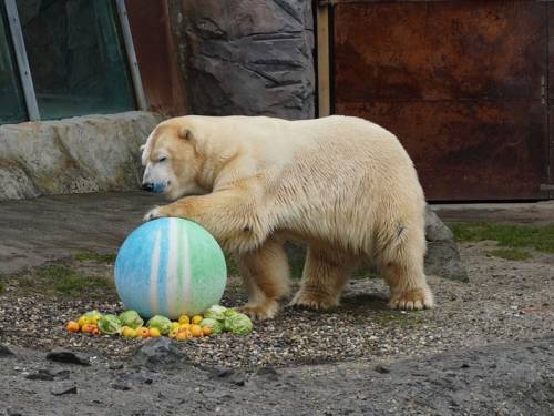 Eisbär spielt mit grün-wei´ß-blauem Ball auf Obst und Gemüse.